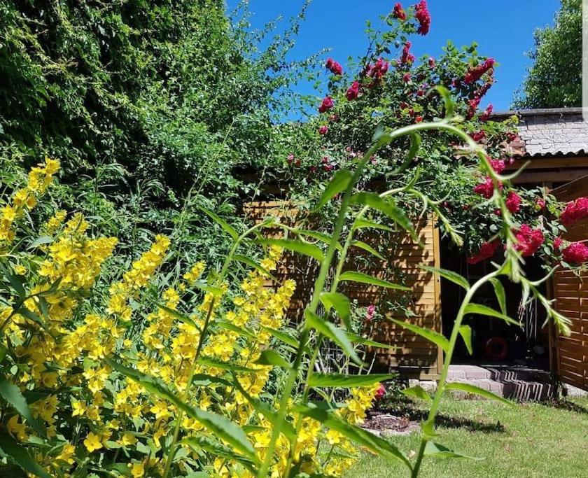 City Appartement Mit Garten, Zentral Und Trotzdem Ruhig Cottbus Kültér fotó